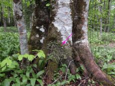 Lobaria-pulmonaria_2